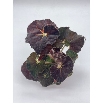 Dark Purple Begonia Rex 4 Inch