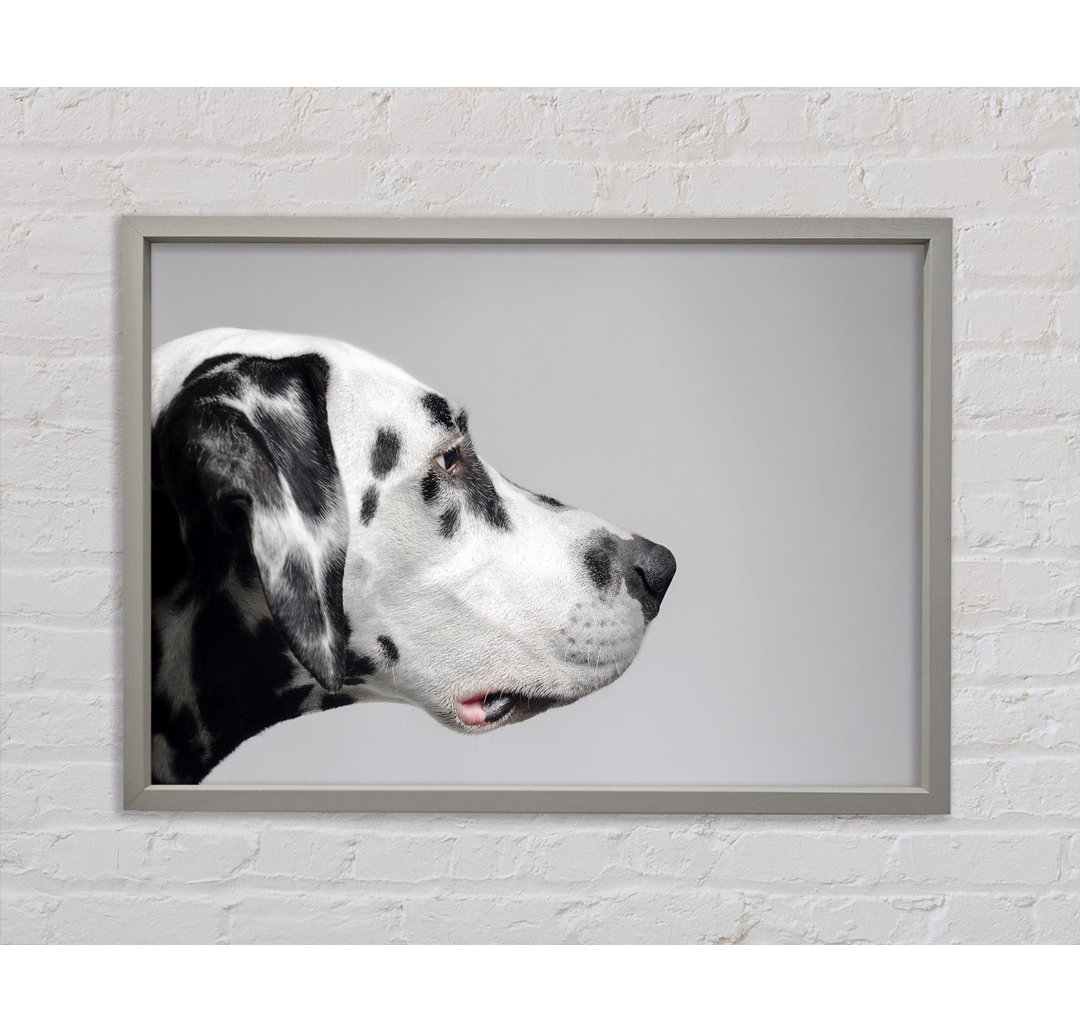 Dalmation Dog Face - Einzelner Bilderrahmen Kunstdrucke auf Leinwand