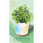 Aromatherapy Plug In