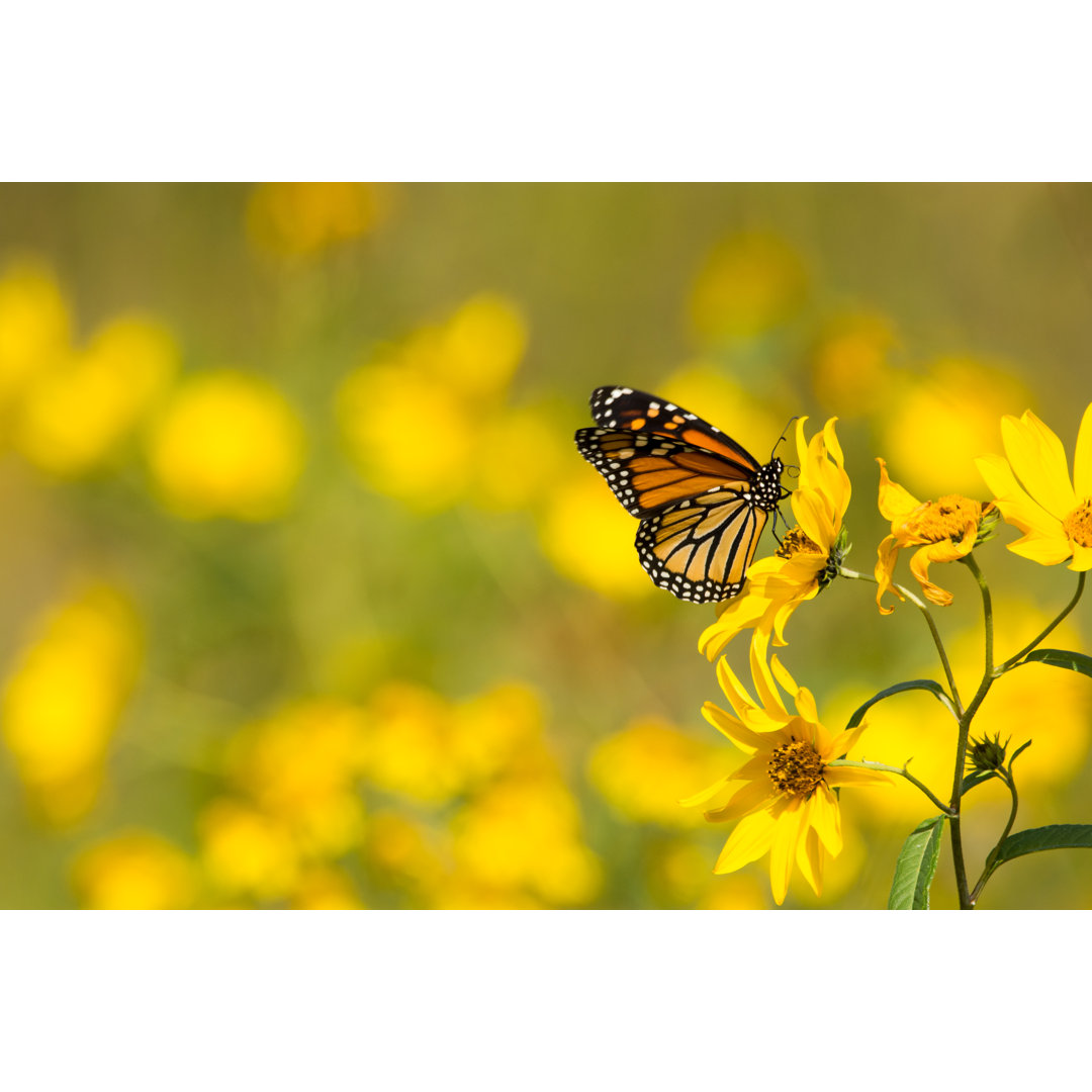 Leinwandbild Monarch Butterfly von Bookguy