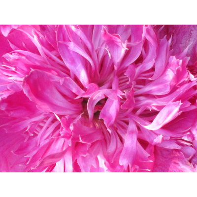 Deuxième pivoine par Drew Gaffney - photographie