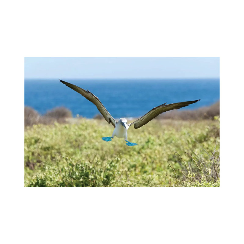 Blue-Footed Booby Landing, Galapagos Islands, Ecuador by Tui De Roy - Wrapped Canvas Print, 20.32 cm H x 30.48 cm W