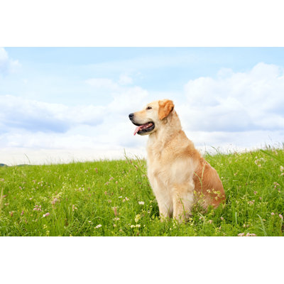 Dog sitting on a meadow 182854865