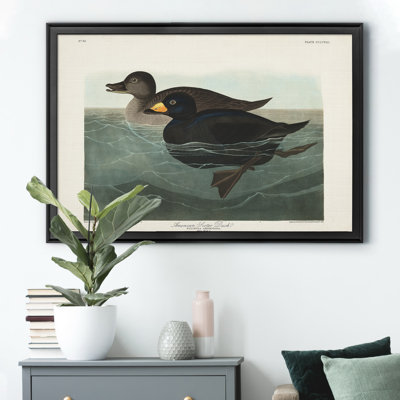 " American Scoter Duck "