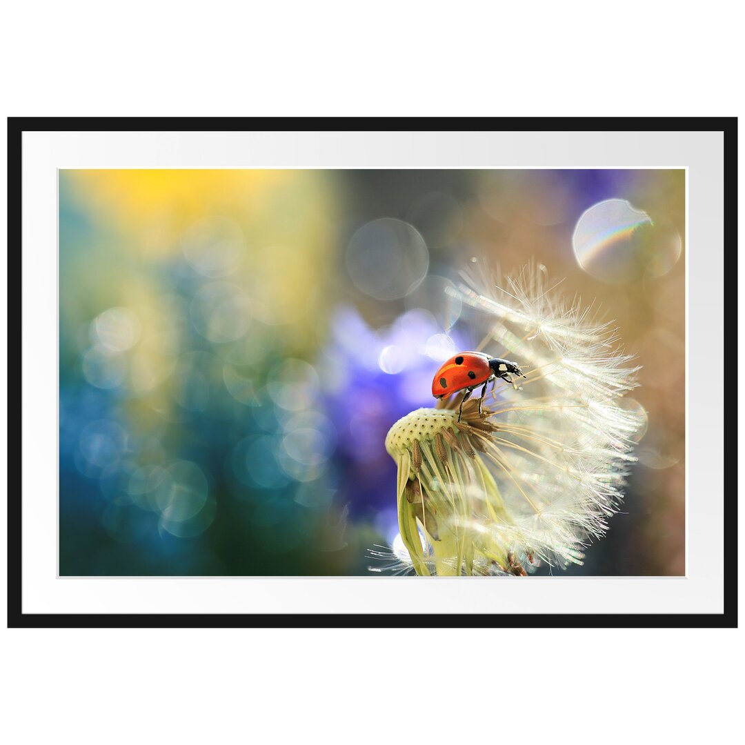 Gerahmtes Poster Marienkäfer auf Pusteblume