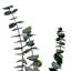 Ensemble de 4 bouquets d'eucalyptus séchés-209624961