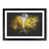 Black Framed selected