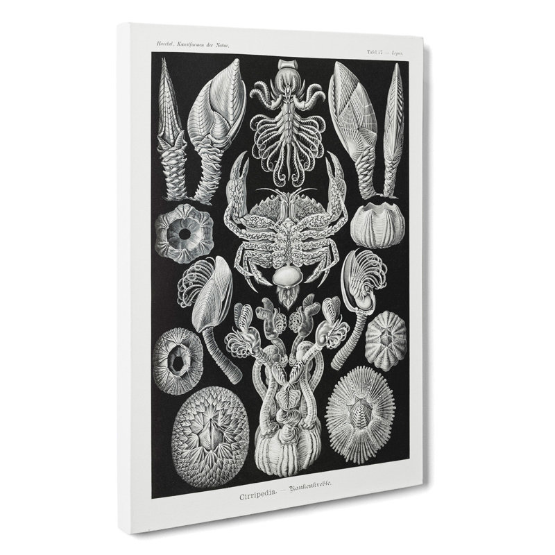 Barnacle by Ernst Haeckel - Wrapped Canvas, 76cm H x 50cm W x 3cm D
