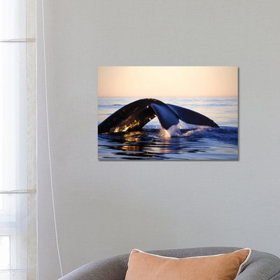 Northern Right Whale, Late Afternoon, Bay Of Fundy, New Brunswick, Canada by VWPics - Wrapped Canvas Print