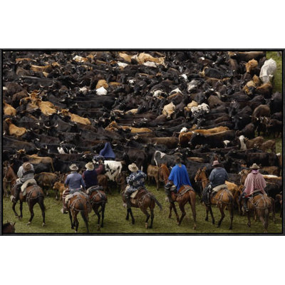 " Cattle Herded By Chagras During The Annual Round-Up "