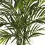 Areca Palm Tree in Pot-514756378