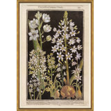 Botanicals Giclee Print by Robert John Thornton