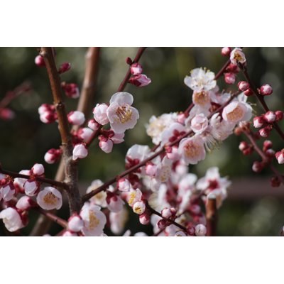 Plum Tree - Wrapped Canvas Print
