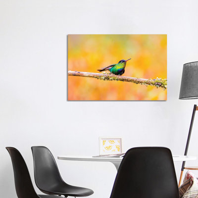 Central America, Costa Rica. Male fiery-throated hummingbird. 1 Piece Wrapped Canvas Wall Art