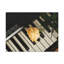 No Frame Print on Canvas-553051636