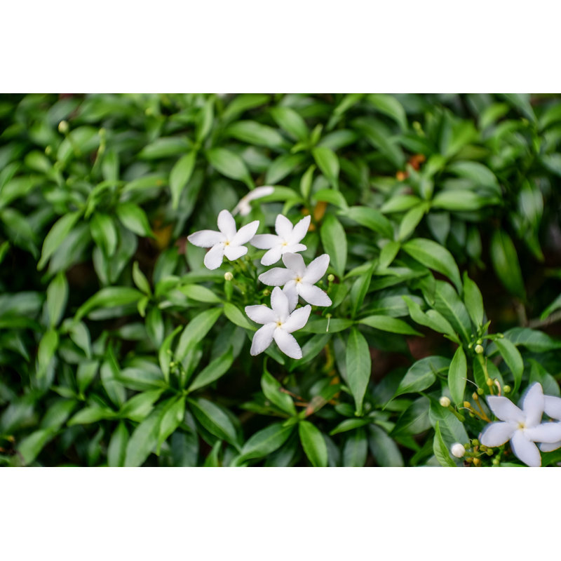 Fleur blanche - photographie sur toile tendue, H 24 po x l 36 po
