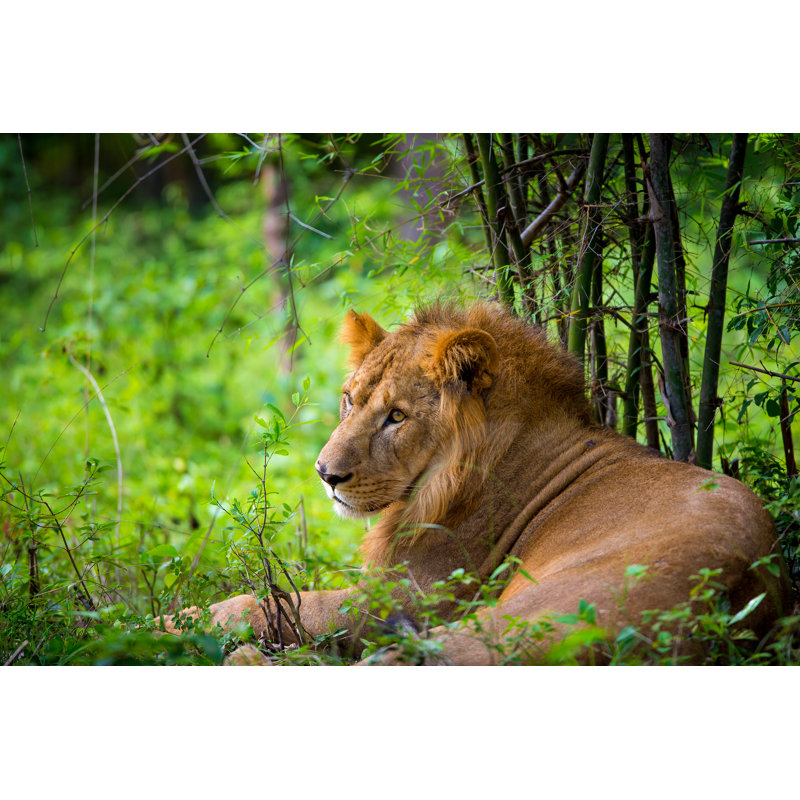 Asiatic Lion by Dopeyden - Wrapped Canvas Print, 60.96cm H x 91.44cm W