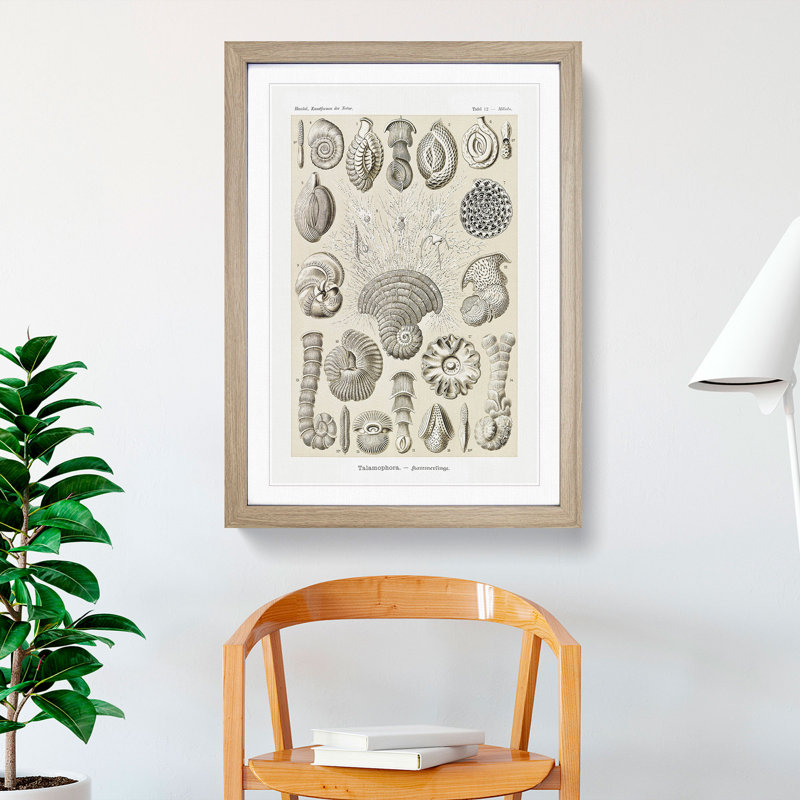 Study of Shells by Ernst Haeckel - Picture Frame Graphic Art, 36cm H x 27cm W x 2cm D, Oak Framed
