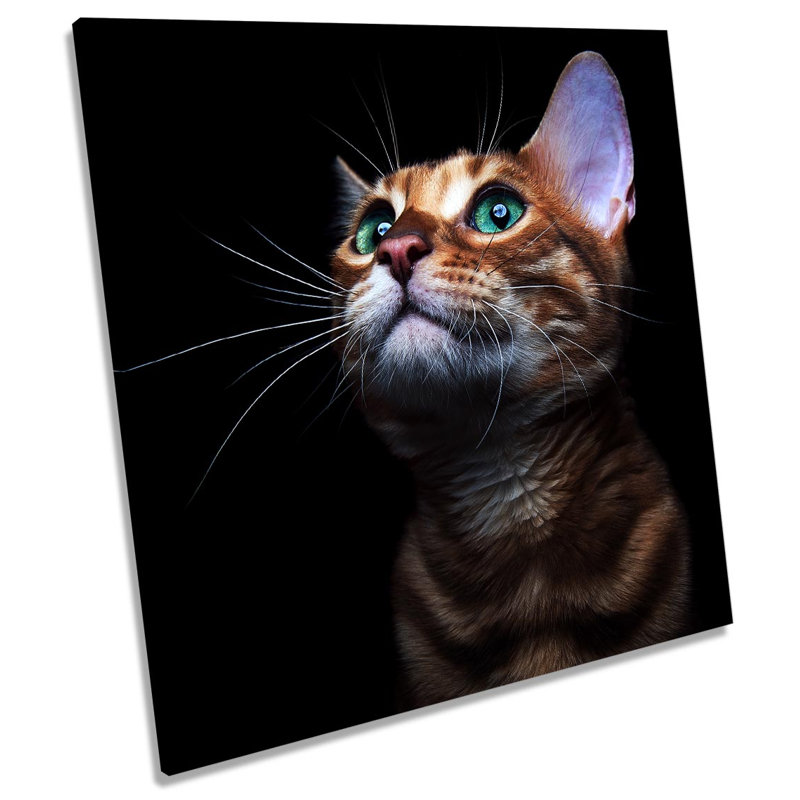 Z1589 Cat Eyes - Wrapped Canvas Painting, 60cm H x 60cm W x 2cm D