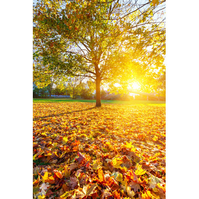 " Sunny Autumn Foliage "