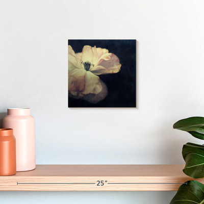 Lumière dans la fleur sombre