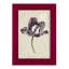 Antique Tulip Study I, reproduction d'art encadrée-1055113705-1055113704