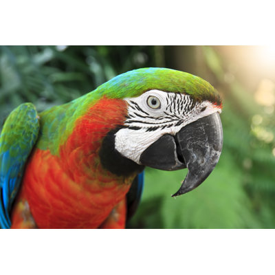 Tête de perroquet par Kornnpoto - Photographie sur toile tendue