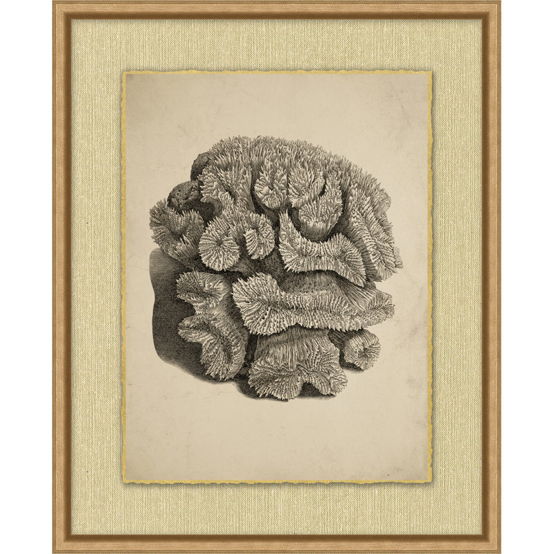 Sepia Sealife 9 Print