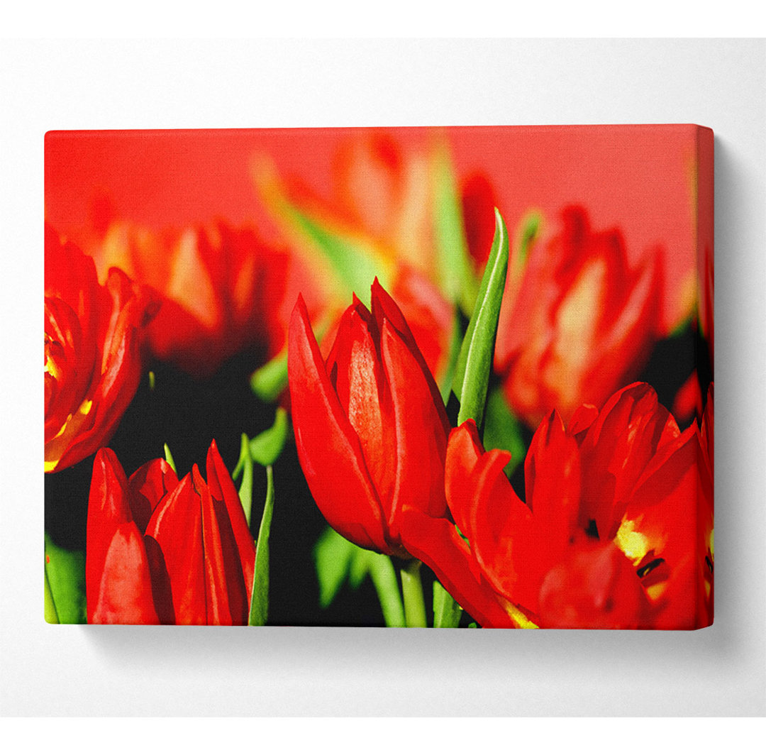 Tulpen im Sonnenlicht - Kunstdrucke auf Leinwand