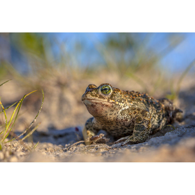 Natterjack Toad by CreativeNature_nl - Wrapped Canvas Print, 30cm H x 46cm W