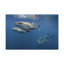 «Whale Shark Group», impression d'art mural-1933840373