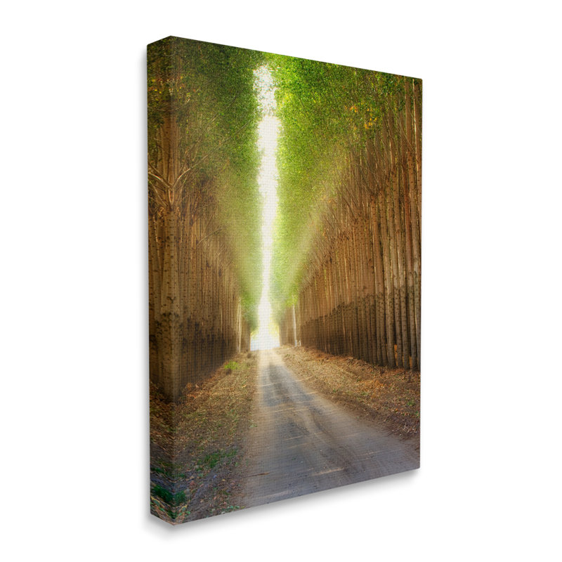 Sunlit Tree Grove Pathway Landscape Canvas Print, 16 x 20