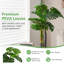 47,5 plante