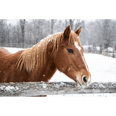 " Brown Horse Behind Fence " by Josephjacobs