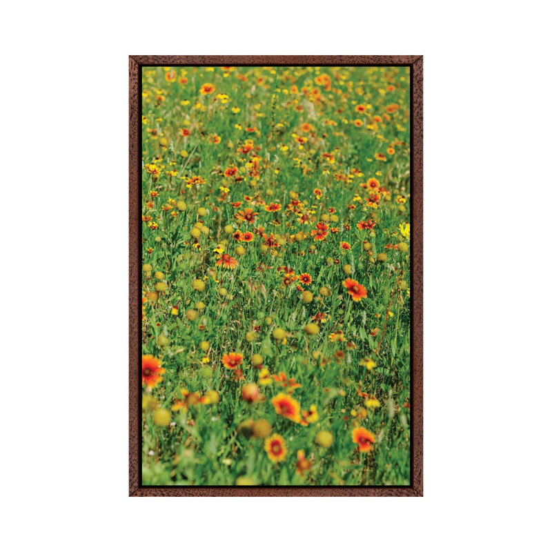Indian Blanket Wildflowers II by Bethany Young - Print on Canvas, Classic Brown Wood Framed, 66.04cm H x 45.72cm W x 3.81cm D