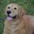 Lying Down Golden Retriever Figurine