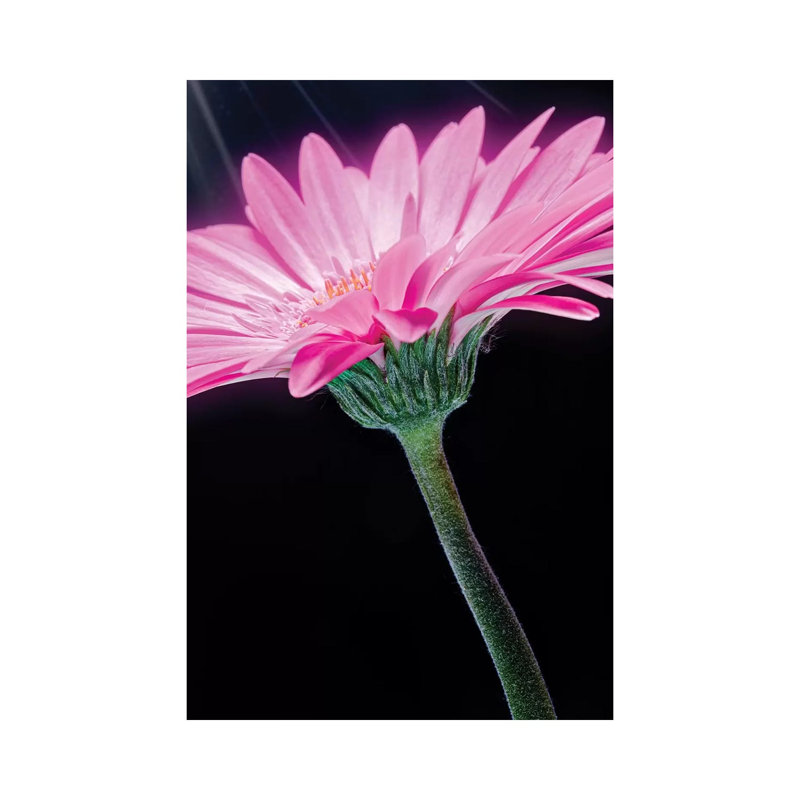 Ray Of Light Pink Gerber Daisy - Wrapped Canvas Print, 30.48cm H x 20.32cm W x 1.905cm D