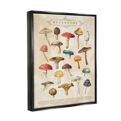 «Vintage Mushroom Nature Study» par Amylee Week, impression