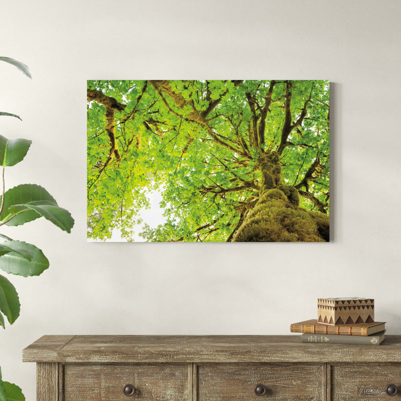 " Big Leaf Maple Trees II ", 36" H x 24" W