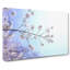 Pink Cherry Blossom Tree In Sunlight - Wrapped Canvas Print-56630027