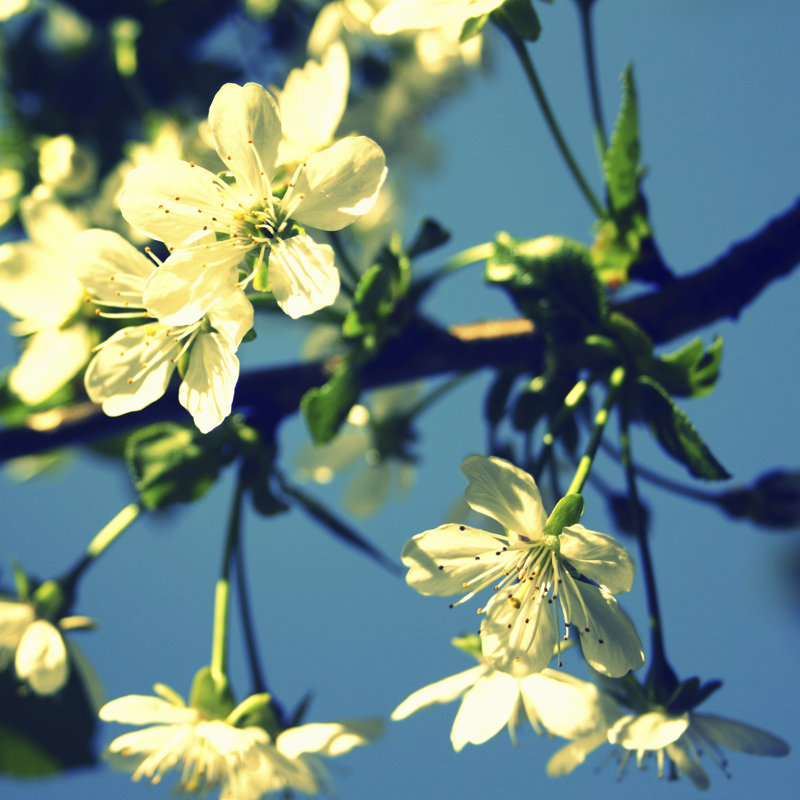 Summer Blossom II by Lillian Bell - Wrapped Canvas Print, 76cm H x 76cm W