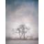 Two Trees Framed Print