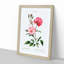 Ever-blowing Pink Roses by Pierre-Joseph Redoute - Picture Frame Painting Print-55535956-55535957