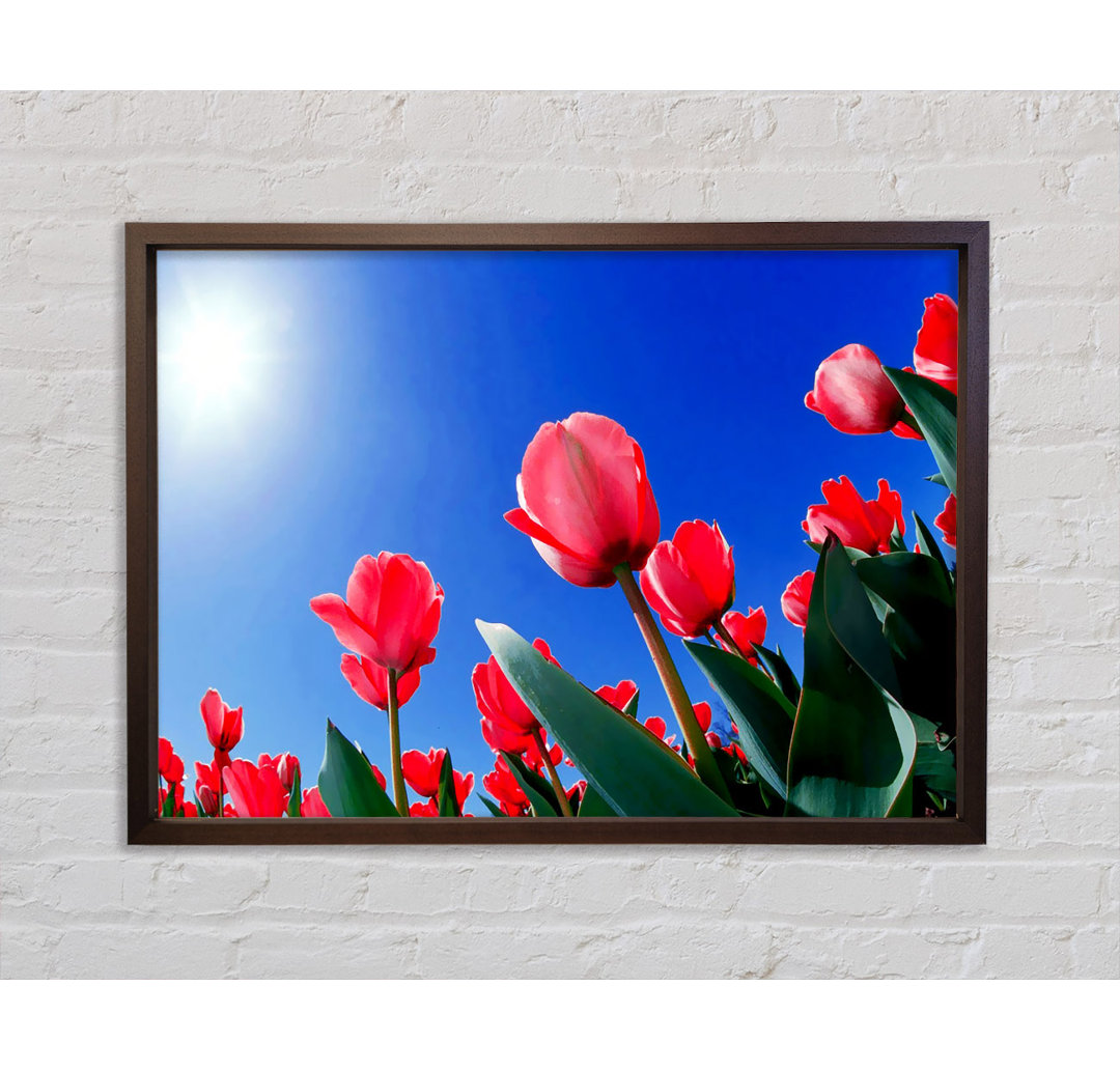 Tulpen in der prallen Sonne - Einzelbildrahmen Kunstdrucke auf Leinwand