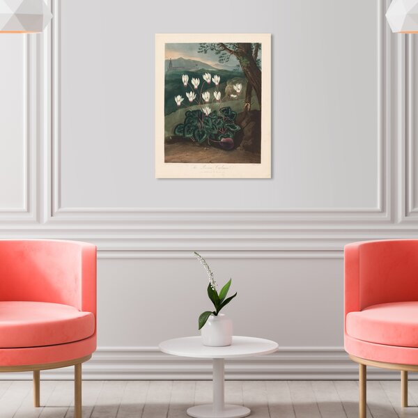 Oliver Gal The Persian Cyclamen On Canvas by Robert John Thornton ...