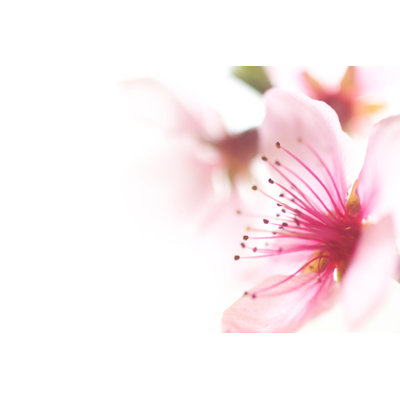 Pink Flower Head by Photo-Brig - Wrapped Canvas Print