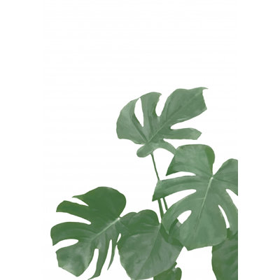 Monstera 04