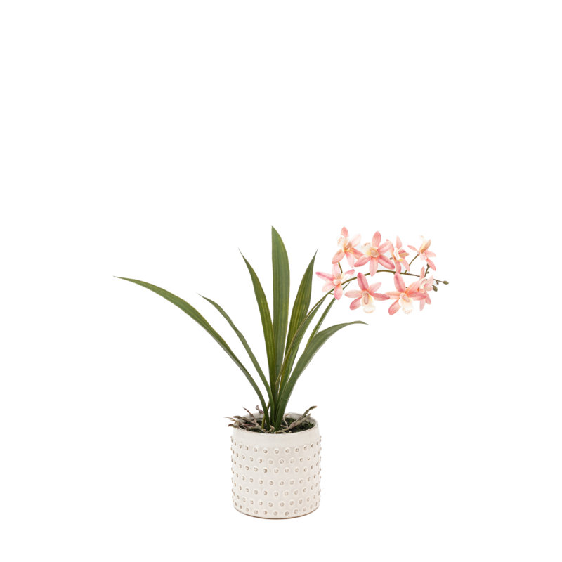 Orchid in White Ceramic Dot Pot 400mm, Pink