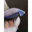 Magnifique poisson Betta | Acrylique sur toile | Œuvre d'art par Shankar