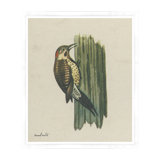 Woodpecker Print